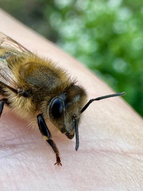 istock Peaceful honey bee having a rest on human skin. 2172225668