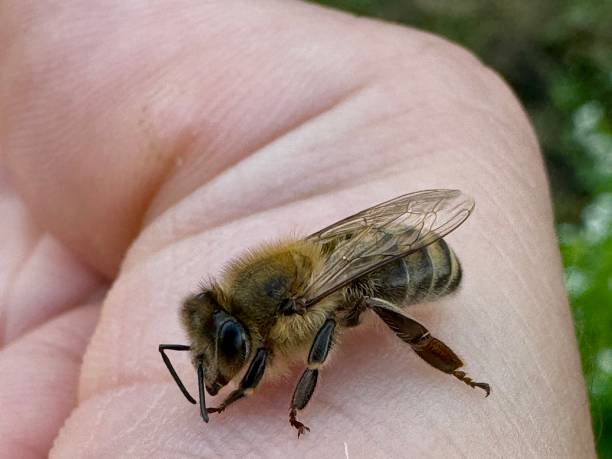 istock Peaceful honey bee having a rest on human skin. 2172225727