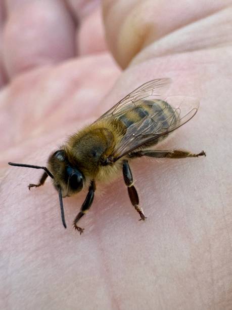 istock Peaceful honey bee having a rest on human skin. 2172225801
