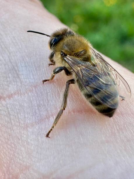 istock Peaceful honey bee having a rest on human skin. 2172226517