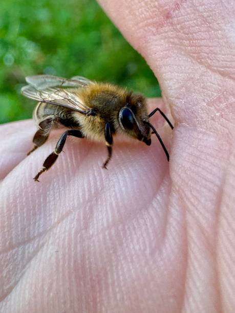 istock Peaceful honey bee having a rest on human skin. 2172226537