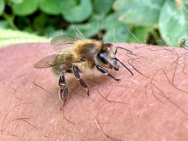 istock Peaceful honey bee having a rest on human skin. 2172226807