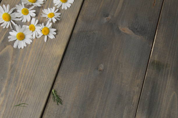 Chamomile flower on wooden grey copyspace background.