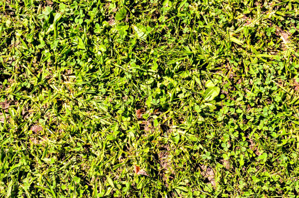 A field of grass with a few weeds in it