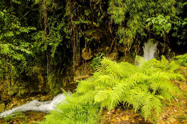 Tropical waterfall in the dry season.