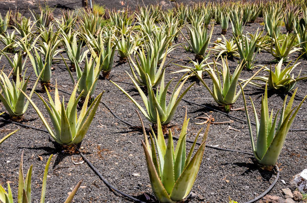 istock A field of green aloe plants with a grey background 2172232617