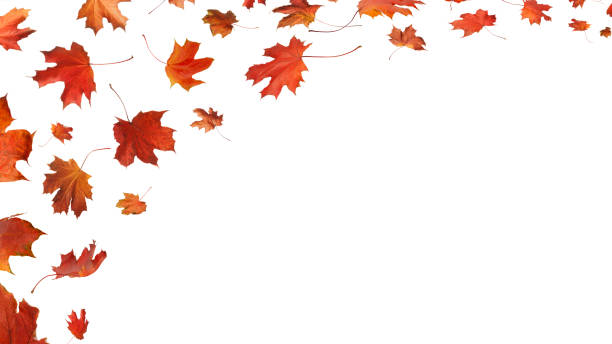 istock Autumn orange  leaves falling down Isolated on white background 2172232784
