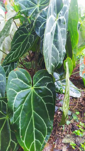 istock Anthurium clarinervium plant 2172234554