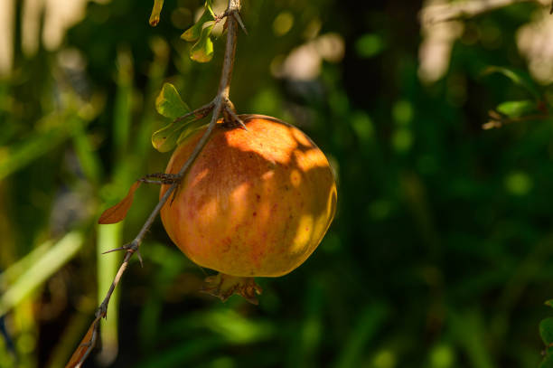 Pomegranate / Punica granatum : Fruit and Flower