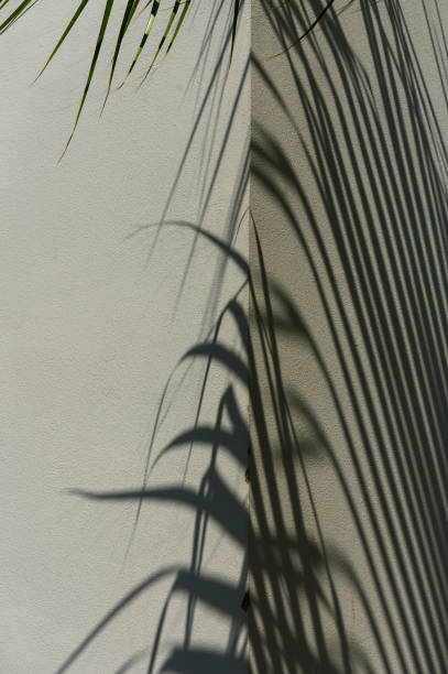 istock Tropical palm leaf shadows creating an abstract background for summer-themed mock-ups. 1 2172234865