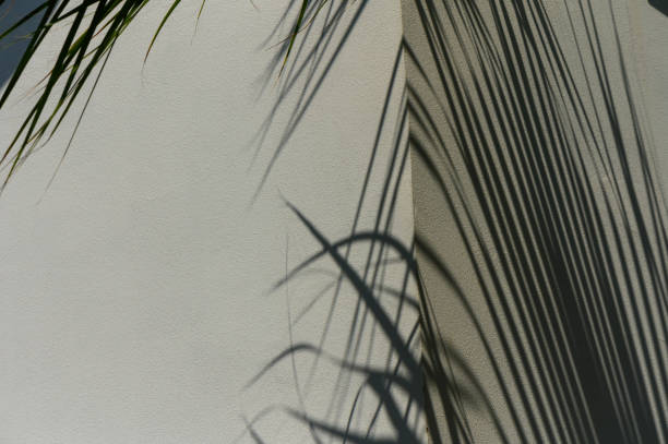 istock A blurred shadow of palm leaves on a white wall background. 2172234868