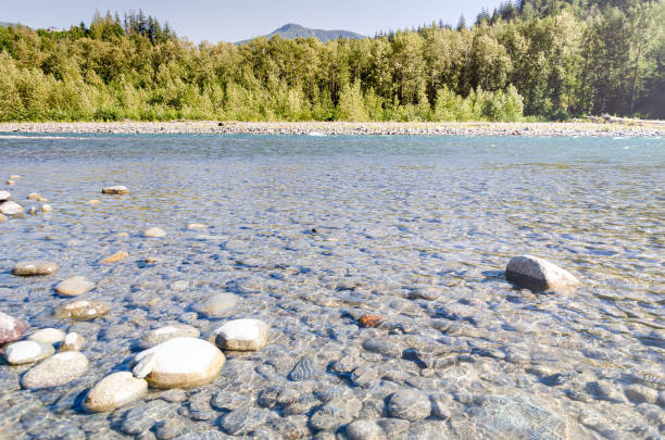 Mesmerizing view of the Vedder River winding through Chilliwack, British C,olumnbia, Canada. Pebbles on the river bed are clearly visible in the crystal clear water
