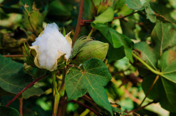 istock Close-up of Cotton Bolls Ready for Harvest 2172240782