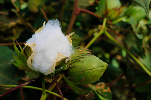 istock Close-up of Cotton Bolls Ready for Harvest 2172240824