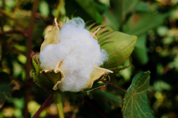 istock Close-up of Cotton Bolls Ready for Harvest 2172240867