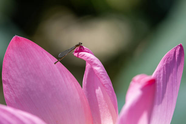 Russia. Astrakhan. A dragonfly sits on a lotus flower.