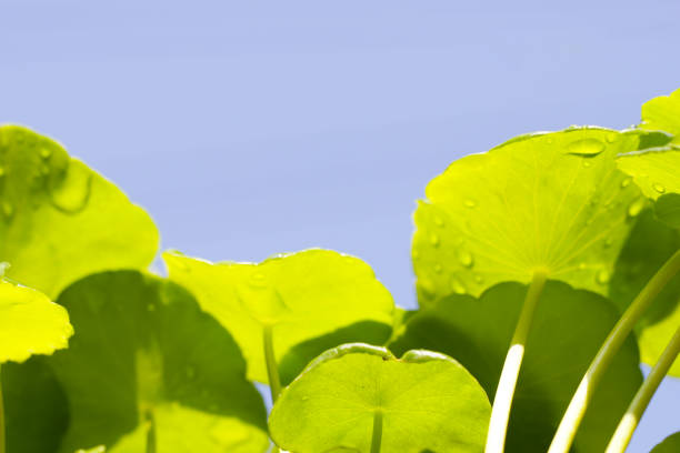 istock Centella asiatica (gotu kola). Fresh green leaves herb background. 2172245152