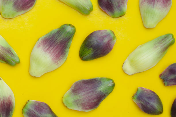 Artichoke petals on yellow background.
