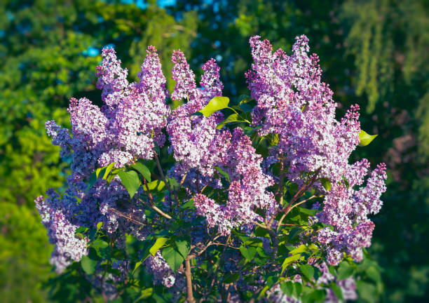 Lilac shrub flowering in garden