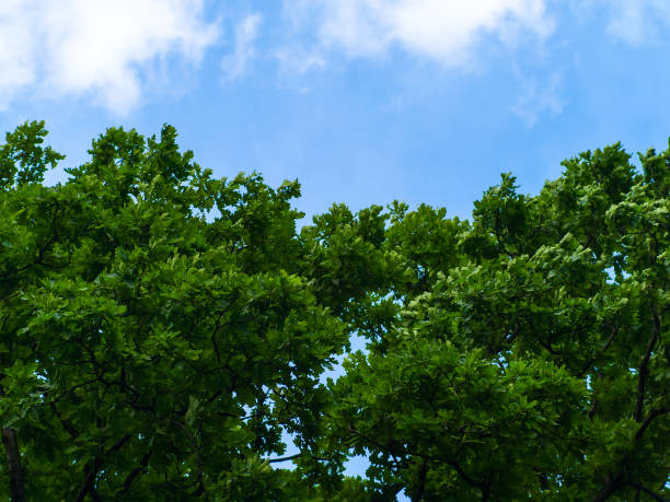 istock young oak trees against of cloudy sky 2172245328