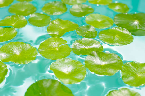 istock Centella asiatica in blue water 2172245442