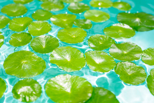 istock Centella asiatica in blue water 2172245452