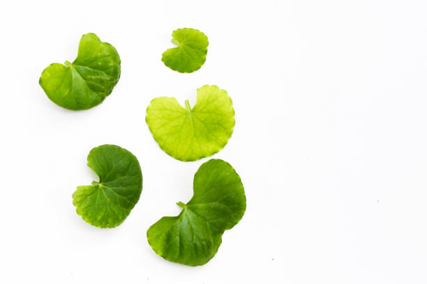 istock Centella asiatica leaves, Fresh herb plant 2172246080