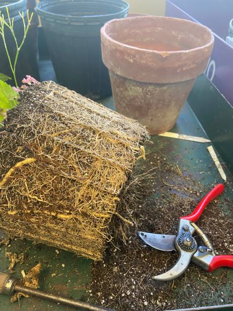 istock Repotting and cutting roots with pruners 2172249072