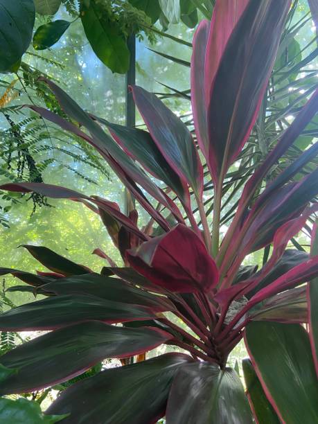 istock Ti plant in a greenhouse 2172249184