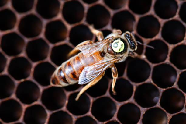 istock Marked queen honey bee with a clipped wing on 2172249712