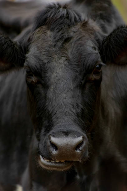 istock dairy cow jersey mixed with Dutch / Bos taurus taurus / Holstein-Friesian 2172249832