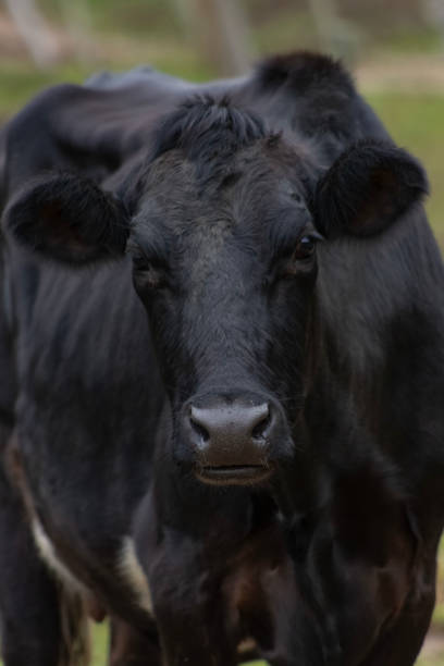 istock dairy cow jersey mixed with Dutch / Bos taurus taurus / Holstein-Friesian 2172249837