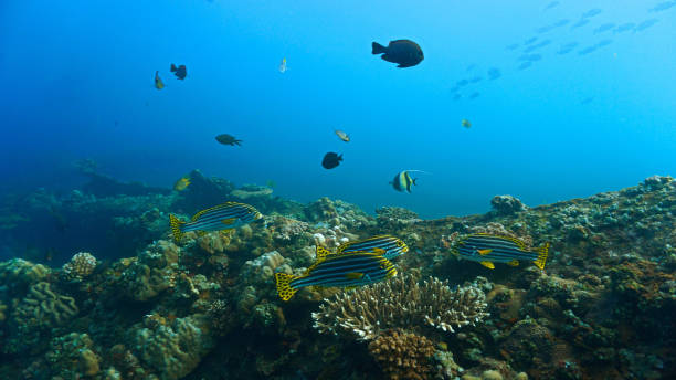 istock Harlequine sweetlip fish at a coral reef 2172251472