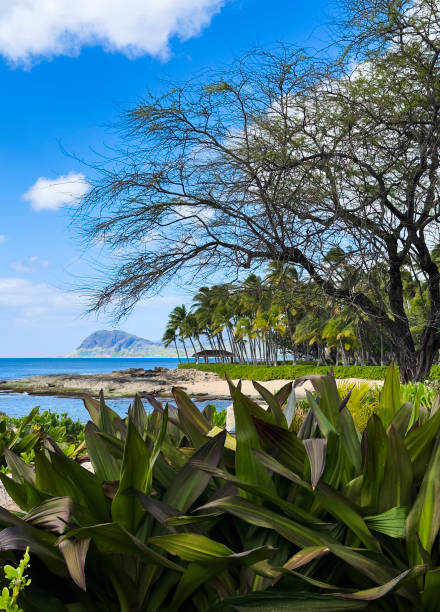 Lush tropical flora frame beautiful ocean view at Ko Olina’s Secret Beach on the west shore of Oahu. Secret Beach is a white sand beach with dramatic lava rock and blue ocean. It is a popular place for snorkeling, sunbathing, and watching the sunset.