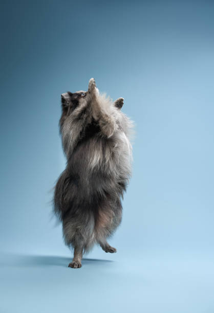 istock A fluffy dog stands on its hind legs 2172252910