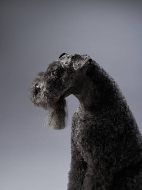 istock Portrait of a Wire-Haired Terrier 2172252916
