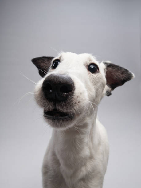 istock Funny Close-Up of a White Terrier 2172252923