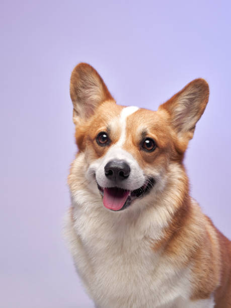 Happy Corgi on Purple Background