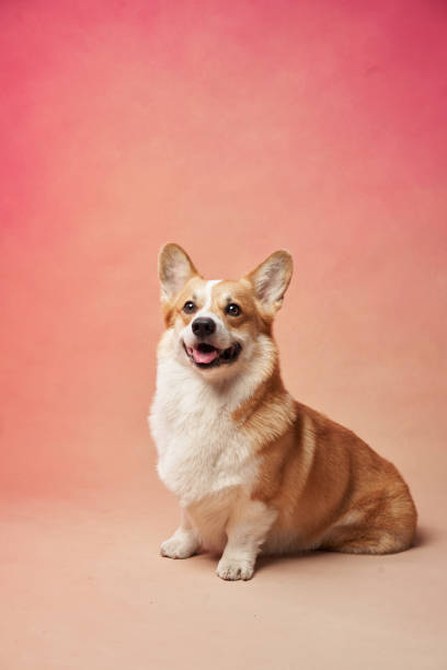 istock Happy Corgi on Pink Background 2172252951