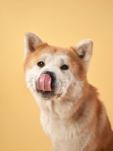 istock Akita licking nose 2172252969