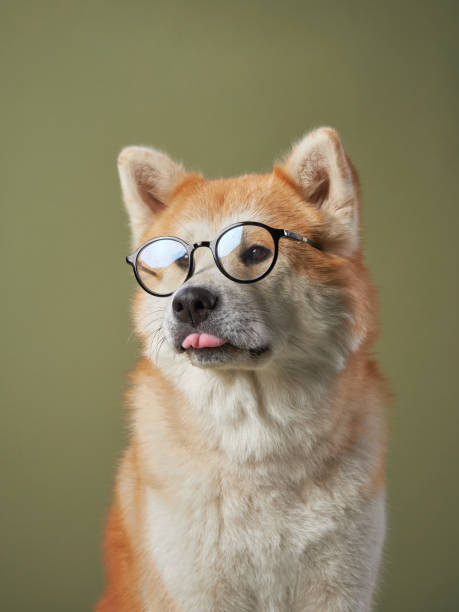 istock Akita in round glasses 2172252977