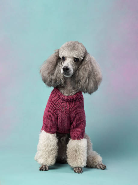 istock Poodle in a red sweater 2172252989