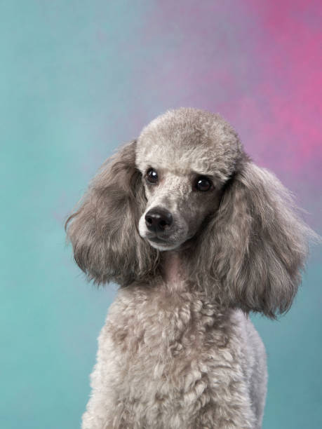istock Poodle with pink and blue background 2172253004