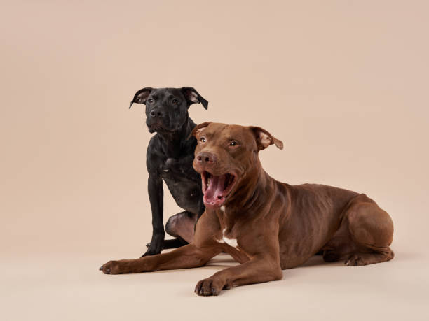 istock Two dogs sitting on beige background 2172253005