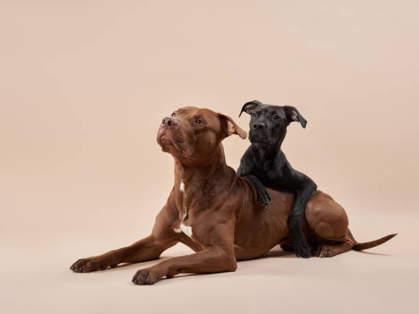 istock Black and brown dogs posing together 2172253012