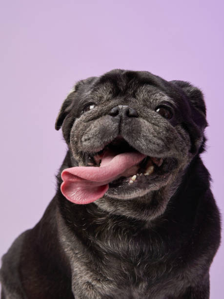 istock Pug with tongue out 2172253027
