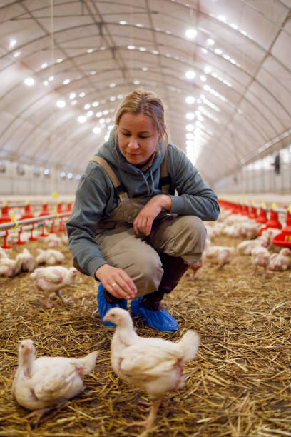 istock Broiler chicken farm 2172253072