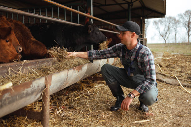 istock Feeding Time at the Cattle Shed 2172253082