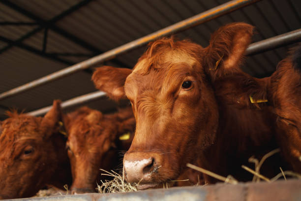 istock Cows Enjoying Their Meal 2172253086