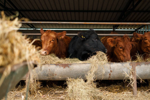 istock Cows Enjoying Their Meal 2172253088